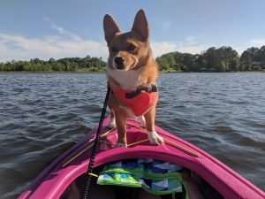 Dog Kayaking Gear in 2019